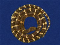 藏品(雨傘節)的圖片